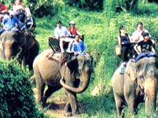 Слоны перевозят туристов в Таиланде..